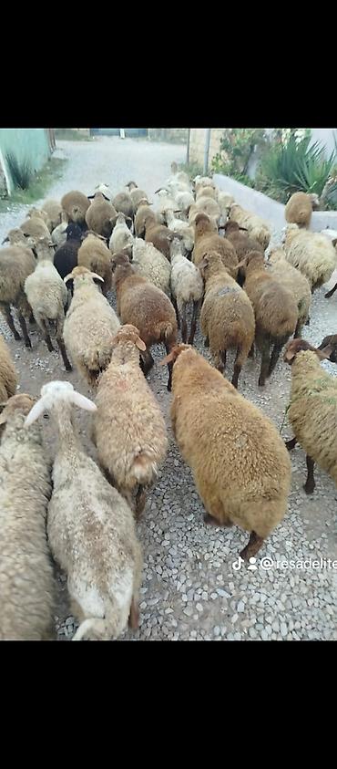 it hekimi bakida: 50 baş quzu satılır, yarı erkek yarısı dişi, saxlamaq üçündür ətlik — 1
