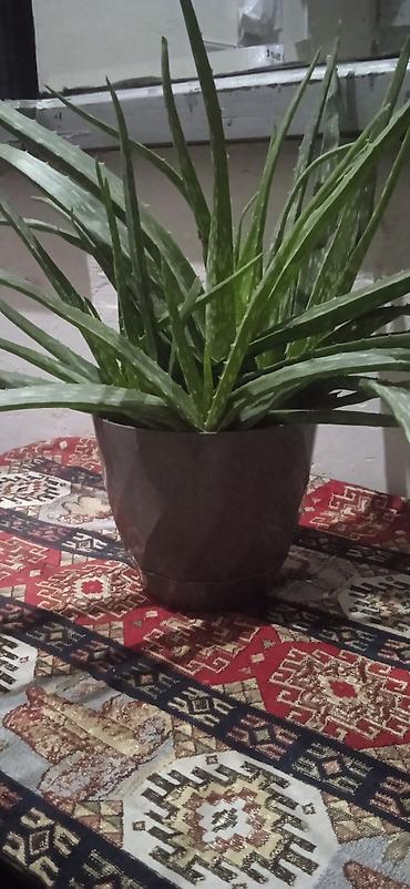 aci bibər: Aloe Vera (Aloe barbadensis) – dekorativ və faydalı sukulent - Qablı — 1