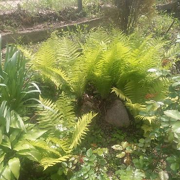 Другие садовые цветы и кустарники: Продаю разные цветы,злаковые: овсяница сизая,мискантус от 200с — 20