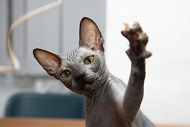 Mačke: Neobična lepota, nežan karakter i posebna povezanost – Sphynx mačke — 3