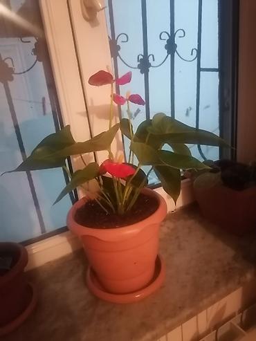 orxideya gülü: Dekorativ dibçək güldə anturium (Anthurium) təqdim olunur. Bitki iri — 1