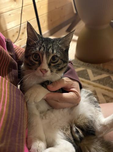 кошка табби: Котёнок коротколапкий, короткошерстный полосатый с белыми лапками 4 — 4