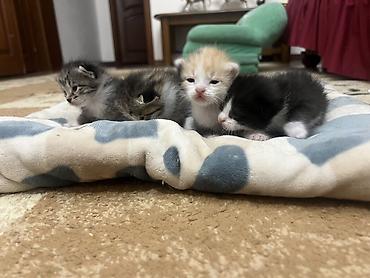 что за порода: Котята домашние, помёт из 4 малышей. Описание: - Возраст: примерно — 1