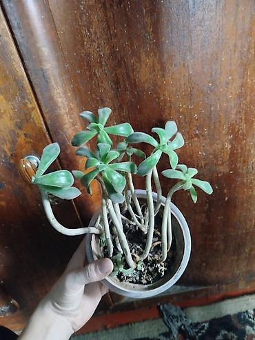 Кактусы: Комнатные растения – суккуленты и кактусы (несколько видов) — 7