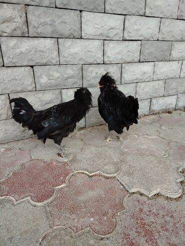 cuceye verilen adlar: Toyuq, Damazlıq