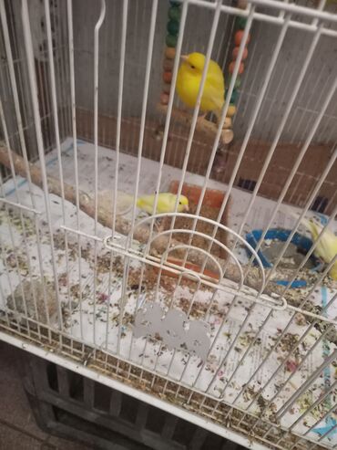 xacmaz heyvan bazari: Erkeyler 1 eded 70m ela oxuyurlar