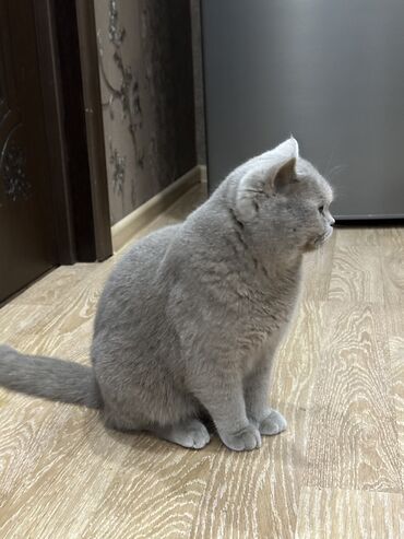 Erkək British shorthair satılmır !!! cütləşdirilir Razılaşma yolu ilə