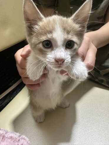 отдам кота я его боюсь: Кошка даром: Беспородная, Мальчик
