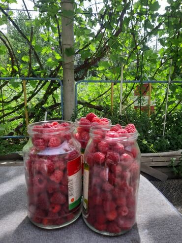 инжир цена бишкек: Малина Чекене, Өзү алып кетүү
