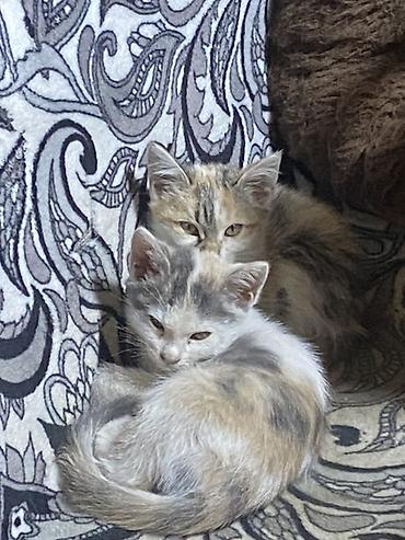 котята шиншиллы: ОДАЮ В ДОБРЫЕ РУКИ!!!! Котята-рябушки (окрашивание — 1