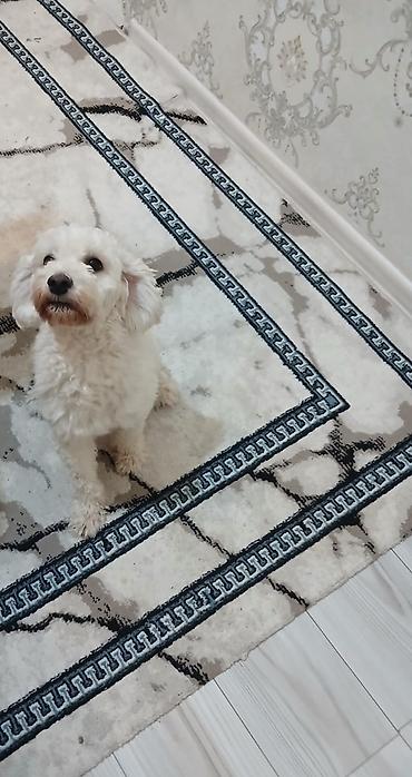 quru it yemi: Pudel İt satılır. Deyilən sözləri başa düşüb edir. Çox sakit itdi — 2