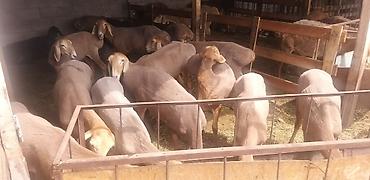 аксолотль цена: Продаю | Овца (самка), Ягненок | Арашан | Для разведения | Ярка — 1