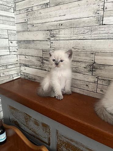 şotlanski pişik: 🐾 Şotland cinsli sevimli pişik balaları satılır! 🐾 Yeni doğulmuş, çox — 4