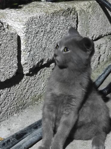 Rus mavi, Erkək, Yaxşı əllərə, Ünvandan götürmə