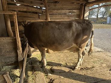 продаю тёлок: Продаю | Корова (самка) | Для молока — 3