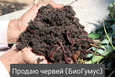 био курут чобого в Кыргызстан | БАШКА ӨНДҮРҮШ ЖАБДУУЛАРЫ: В Беловодске! Продаю червей БиоГумус (Готовый бизнес) Калифорнийкие