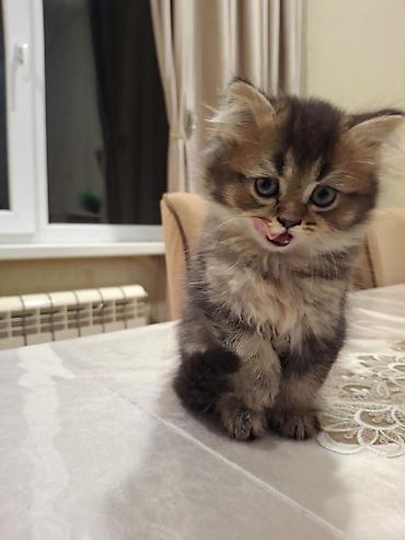 Pişiklər: Britan, Erkək — 12