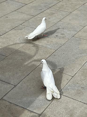 Göyərçinlər: Salam Aleykum Ağlar satilir .Şekil hərşeyi deyir nəsə yazmaqa ehdiyac — 7