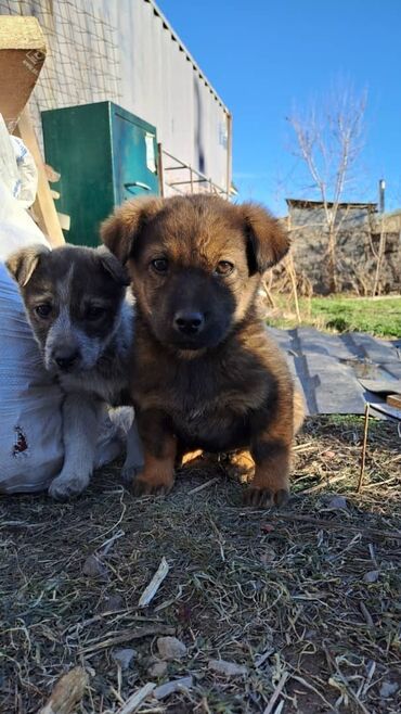 собака мопс цена: Собака даром: Дворняжка, 2 месяца, Самец