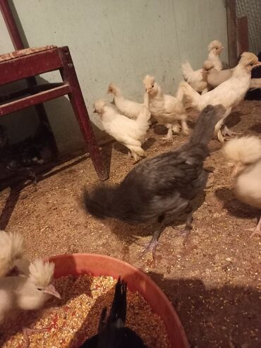 Cücələr: Məhsul: Toqquz-tüklü (toppuzbaş) dekorativ cücələr və gənc toyuqlar — 13