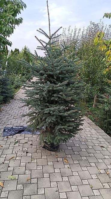 Digər bitkilər: Original Kremlovski yolkalar satılır 🌲 Ruslan_Dekorativ_Bitkilər🌲 — 12