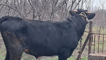 Inəklər, öküzlər: Üç baş ətlik erkək dana satılır təmiz əti 220. 185. 150 . ivanovka — 10