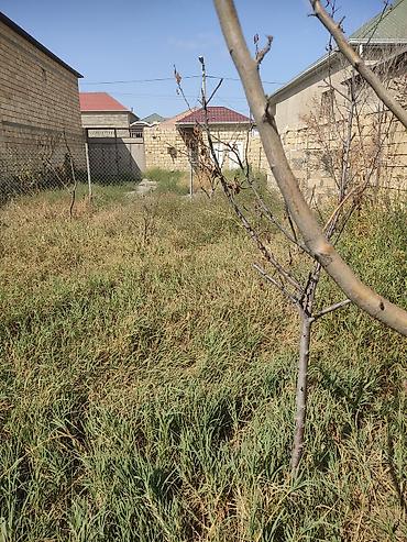 Torpaq sahələrinin satışı: Tikinti, Kupça (Çıxarış) -da lalafo.az — 24 Torpaq sahələrinin satışı: Tikinti, Kupça (Çıxarış) — 24