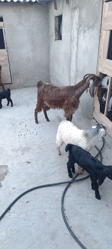 ərəb keçisi: Salam super damazliq keciler satlir isdeyen zeng elesin. hevanar