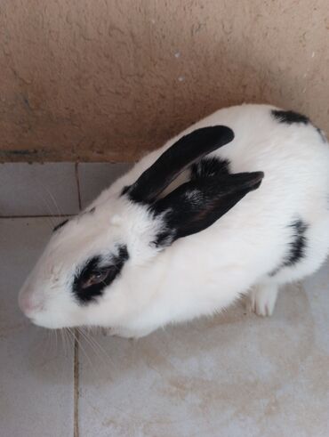 Digər heyvanlar: Checkered Giant rabbit Xarici dovşandır Azərbaycan da bu canlıdan 1