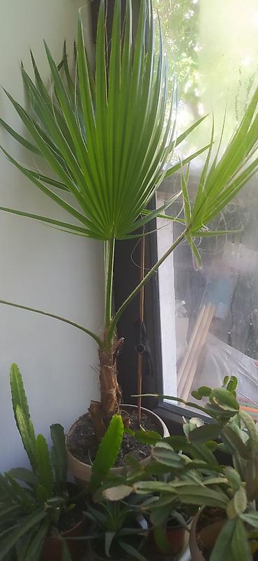 Другие комнатные растения: Продаю домашнии цветы адаптированные уже,пополнение фото каждый день — 8