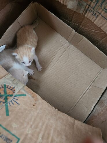 Pişiklər: Dişi, Erkək, Yaxşı əllərə, Ünvandan götürmə, Pulsuz çatdırılma — 9