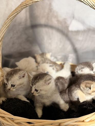 Pişiklər: Britan — 8