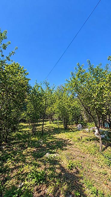 Жер тилкелерин сатуу: 5 соток — 8
