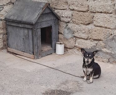 İtlər: Zvonok, 9 ay, Dişi