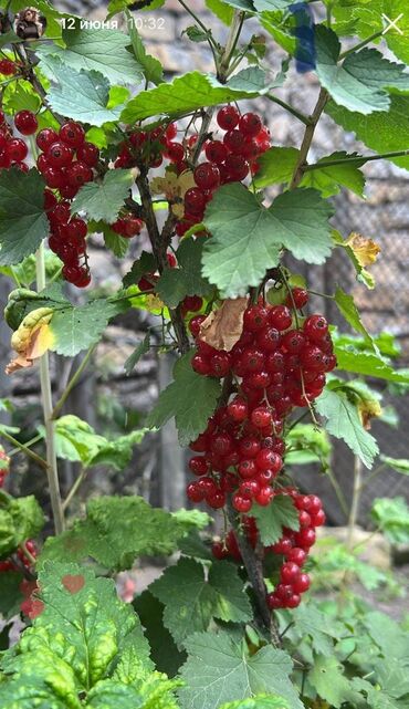 саженцы фундука в бишкеке: Семена и саженцы Смородина, Самовывоз