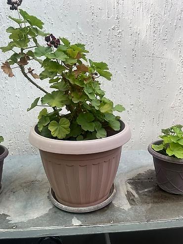 уличные растении: Коллекция комнатных и балконных растений в горшках. Состав по фото: - — 6