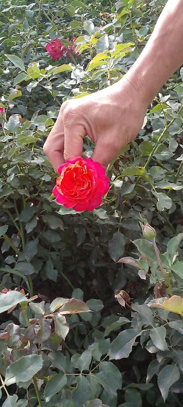 Роза: Продаю саженцы роз.Вьющийсяминирозы .куставые — 7