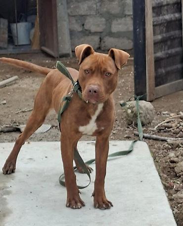 pitbul balaları: Pitbul, 8 ay, Erkək, Peyvəndli, Ünvandan götürmə — 6