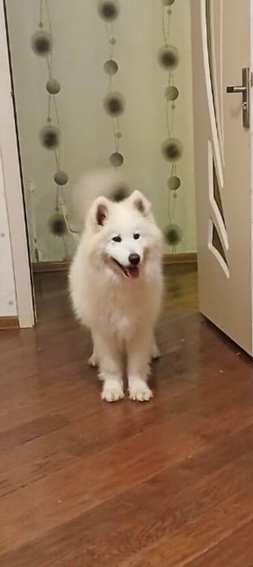 canavara oxsayan it: Samoyed
