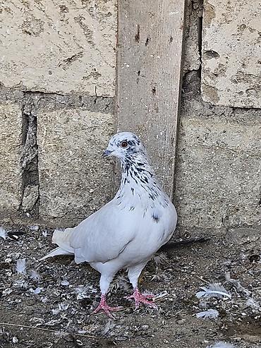 göyərçin satışı: Tutulma erkeydi satilir real alanar buyursun ünvan ramani gülçülük — 3