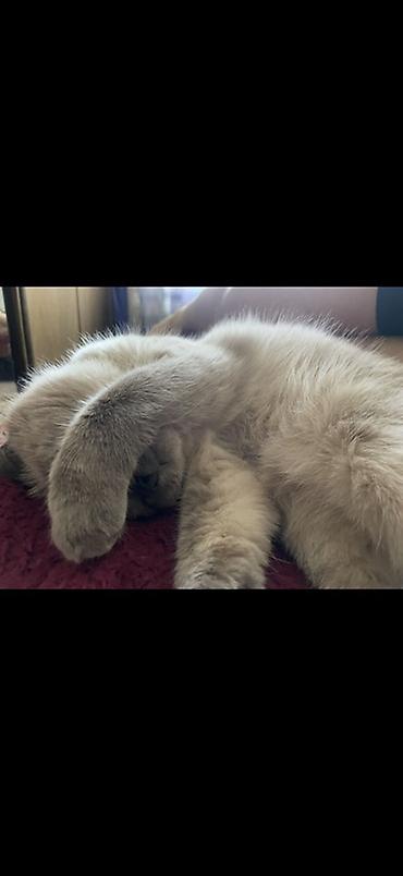 самоед цена: Тайская, более 5 лет, Девочка, Приучена к лотку — 1