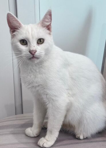 кавказская овчарка купить: Yaxşı əllərə lalafo.az -da кавказская овчарка купить: Yaxşı əllərə