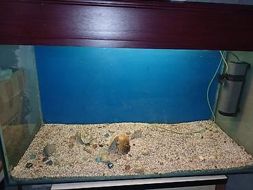 akvarium daş: Dördbucaq akvarium, Boş, 297 l, Ünvandan götürmə — 9