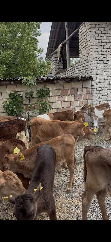 Dana, buzov: Ətlik istiqamət üçün buzovlar - Yaş qrupu: erkən yaşlı buzovlar - — 13