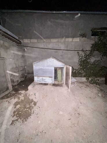 Семена: Ağ rəngli, damı üçbucaq formalı, kiçik bir bağ evi tipli daxma. Bu