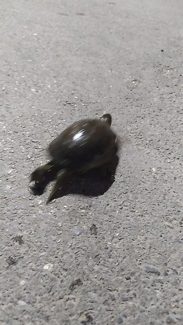 Akvariumlar: Tısbağa 🐢🐢🐢🐢🐢 ünvan, Bakı şəhəri, Nizami metrosu yaxınlığında -da lalafo.az — 14 Akvariumlar: Tısbağa 🐢🐢🐢🐢🐢 ünvan, Bakı şəhəri, Nizami metrosu yaxınlığında — 14