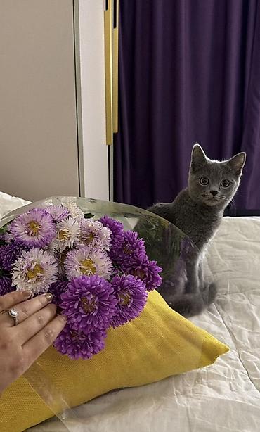 букет из роз: Букеты цветов в стильной упаковке - Яркий букет астр в — 1