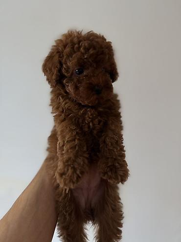 mini toy pudel: Pudel, 2 ay, Dişi, Ünvandan götürmə, Ödənişli çatdırılma — 3