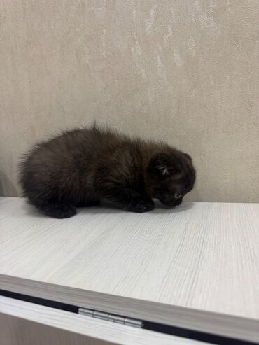 Pişiklər: Şotland, Dişi, Erkək, Ödənişli çatdırılma, Ünvandan götürmə — 16