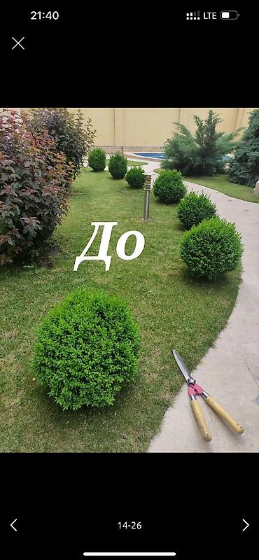 Дворники, садовники: 🌱Я садовник приходящий раз в неделю уборку сада генеральный уборка at lalafo.kg — 11 Дворники, садовники: 🌱Я садовник приходящий раз в неделю уборку сада генеральный уборка — 11